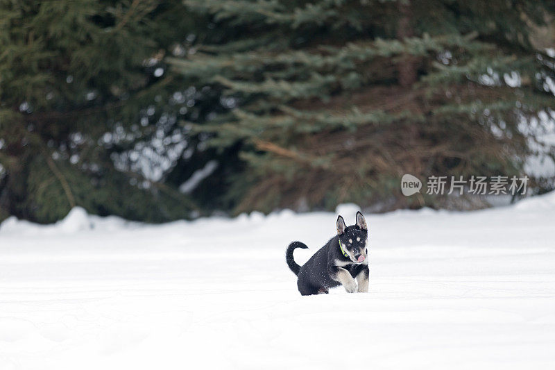 西伯利亚寻回犬幼犬10周大