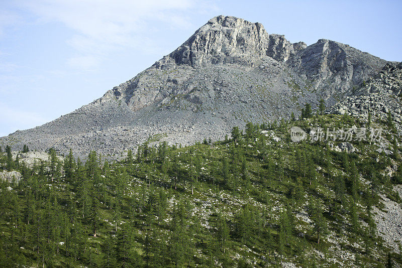 高山落叶松森林