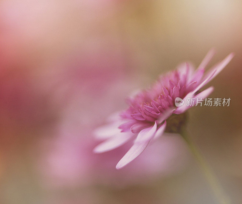 娇嫩的粉红色花朵生长在温暖的阳光下