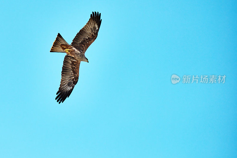 鹰在天空中飞翔