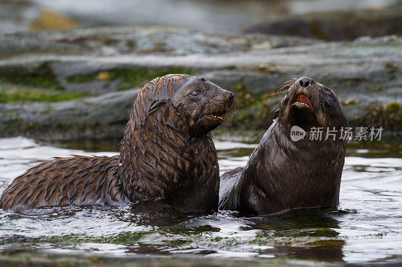 两只小海豹坐在南乔治亚州的水里