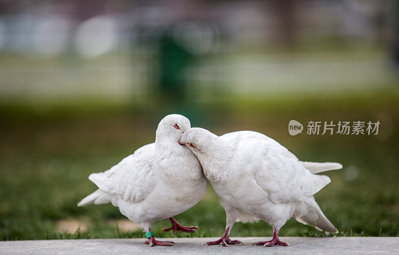 接吻的鸽子