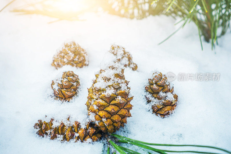 冷杉球果和树枝与雪花