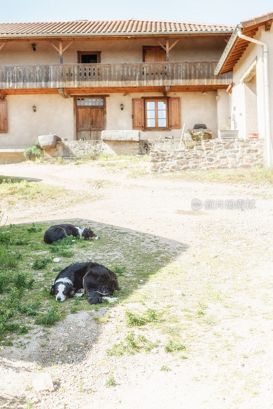 工作牧羊犬躺在法国农场外面的阴凉处