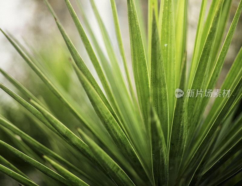 蕨类植物的叶子