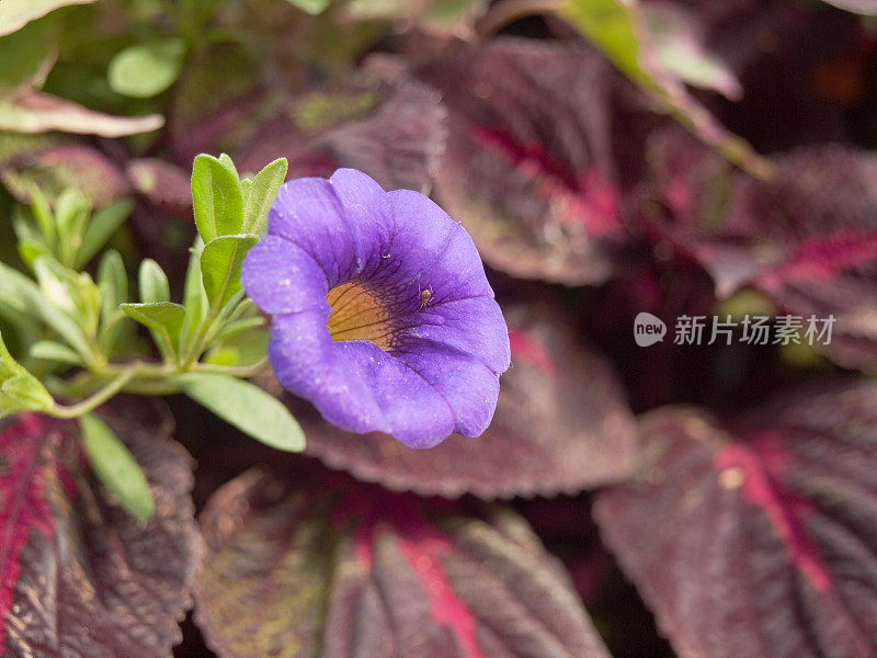 有小蜘蛛和彩色背景的紫色矮牵牛花