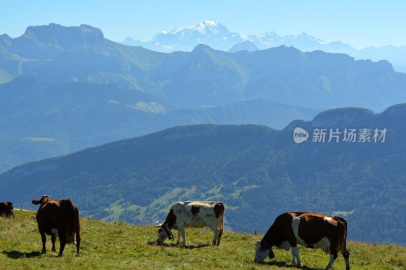 高山的牛