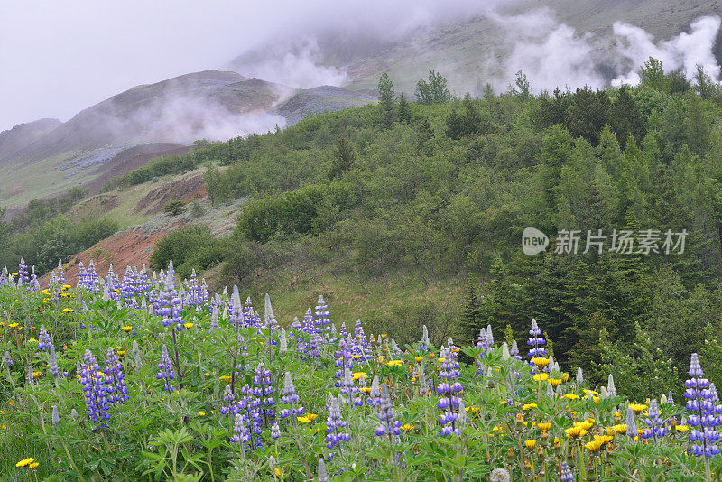 冰岛Hveragerdi山上的蒸汽排气口