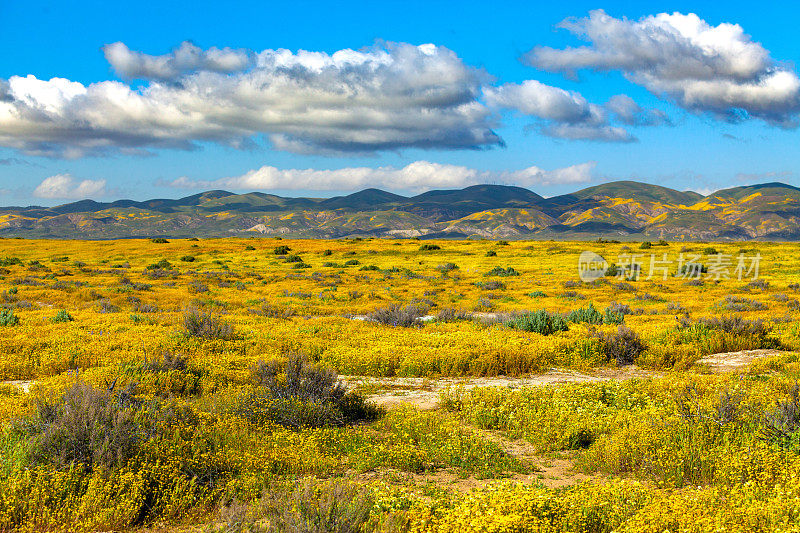 卡里佐平原地毯与鲜花盛开和地震范围的背景