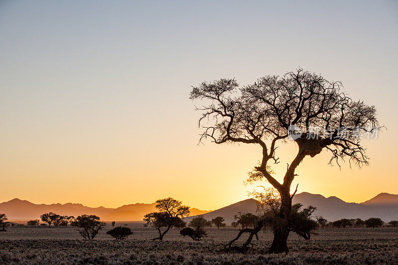 非洲黎明时分的骆驼刺树