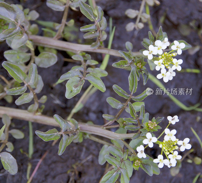 西洋菜(旱金莲officinale)