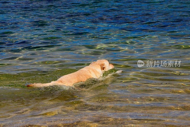 拉布拉多寻回犬