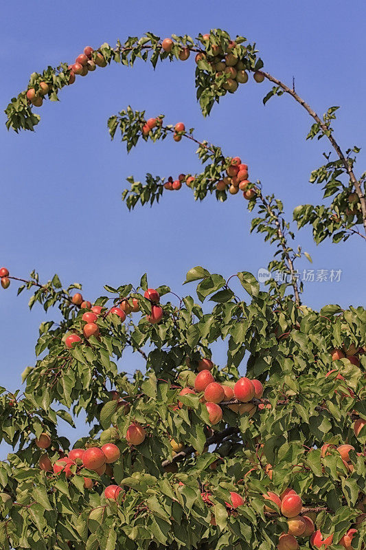 阿布里科蒂埃