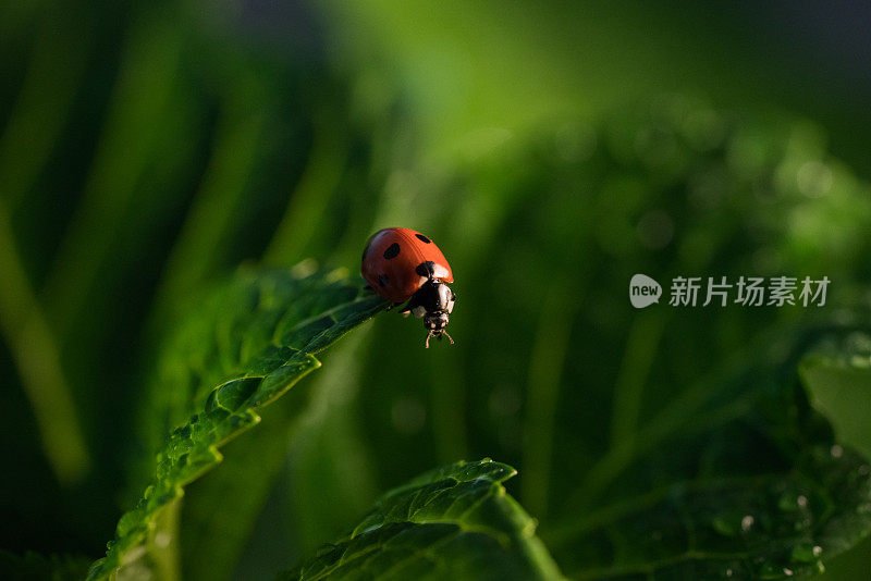 瓢虫在叶