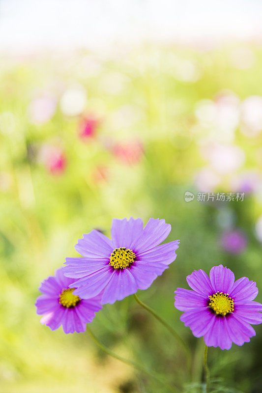 花园里的宇宙花