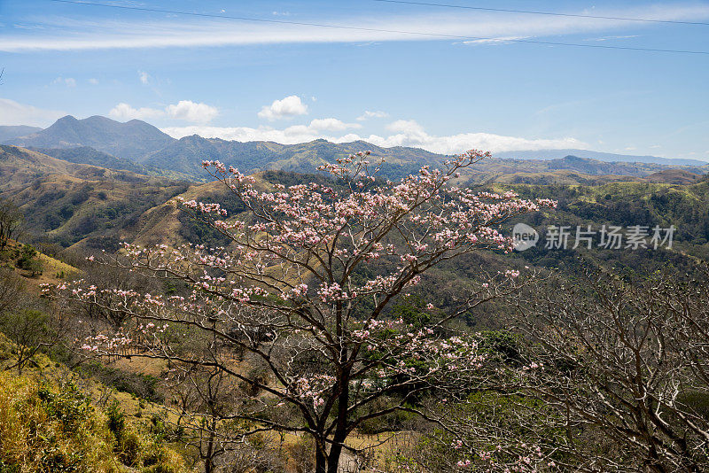 哥斯达黎加山上的开花树