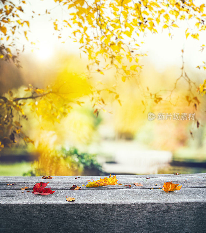 秋天的背景与树叶在长凳上