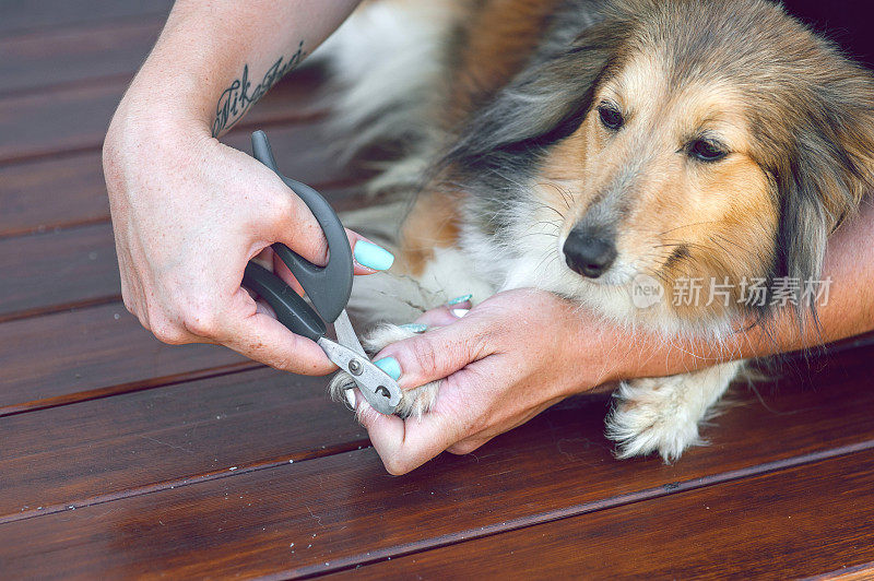 切设得兰牧羊犬的爪子