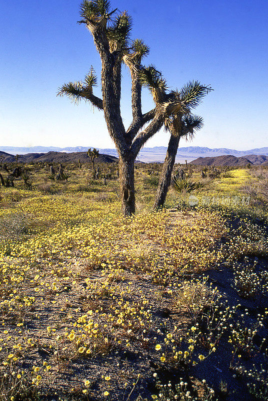 约书亚树和黄色沙漠野花沿着土路在加利福尼亚约书亚树国家公园