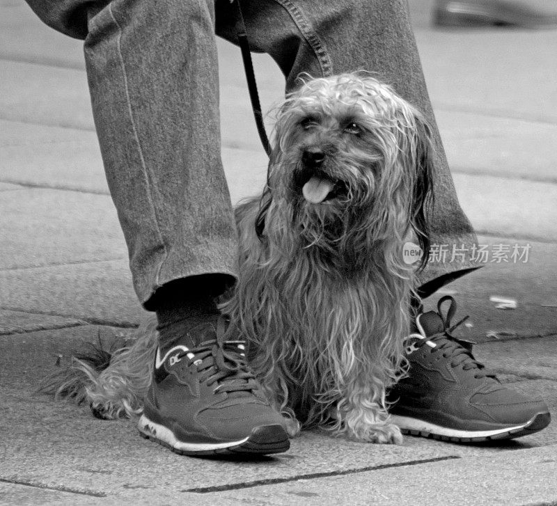 杂交诺福克梗犬坐在主人腿下。