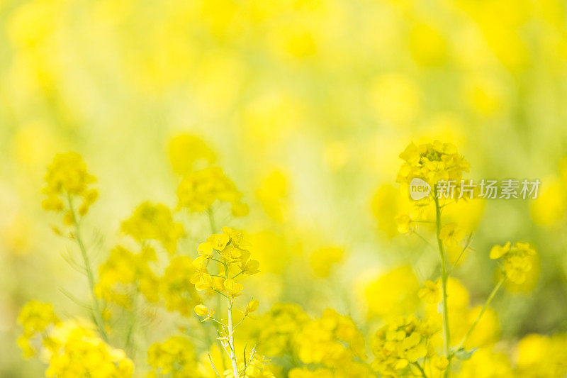 油菜花在春天