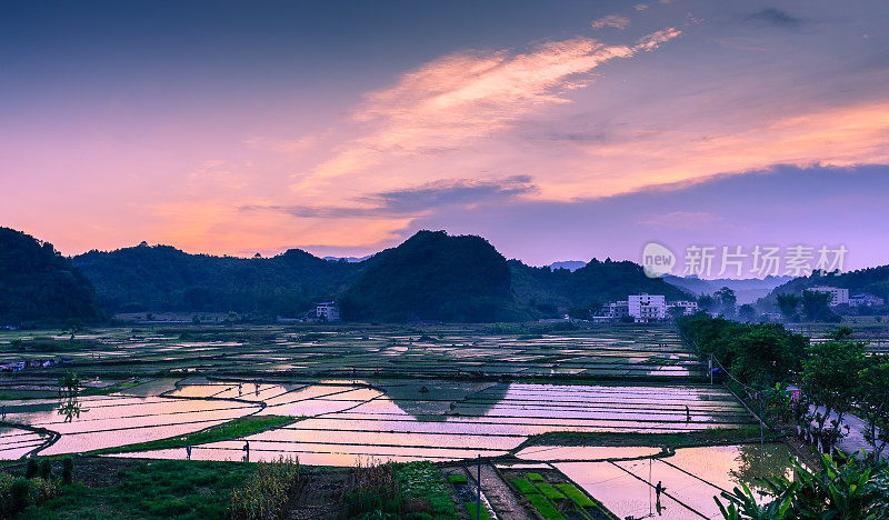 日落在中国南方的稻田
