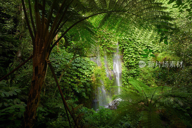 美丽的热带雨林瀑布。
