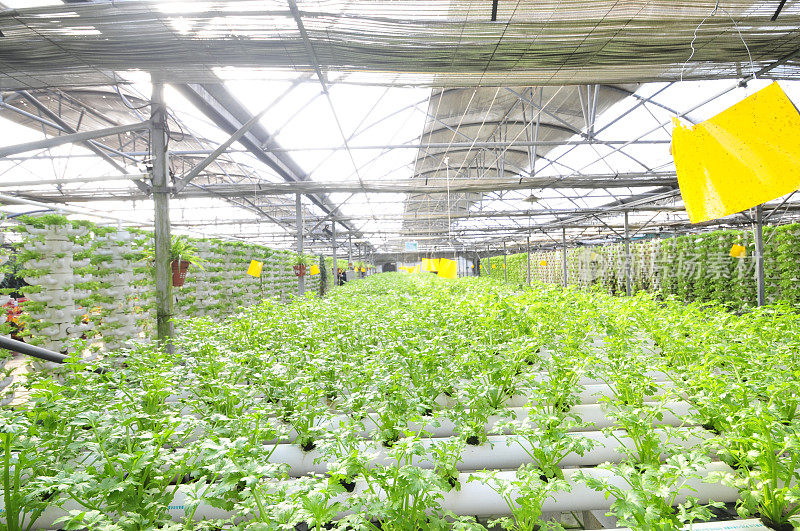 中国秦皇岛市，一处种植芹菜的种植园