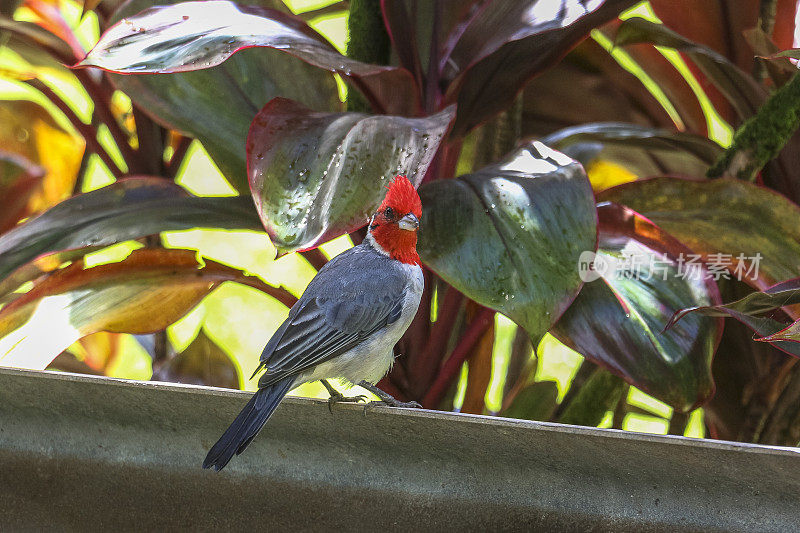 夏威夷毛伊岛的热带红色鸟