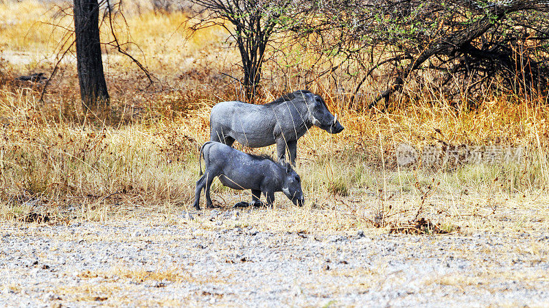 纳米比亚埃托沙国家公园里的两头疣猪