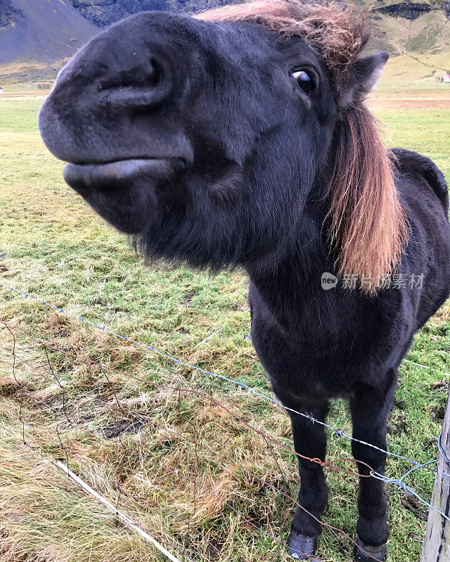 冰岛的小马
