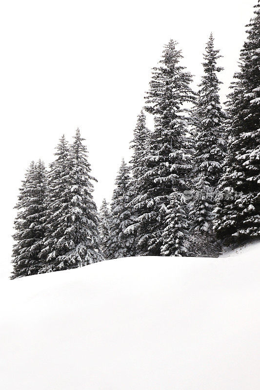 冬季景观-白雪覆盖的树木