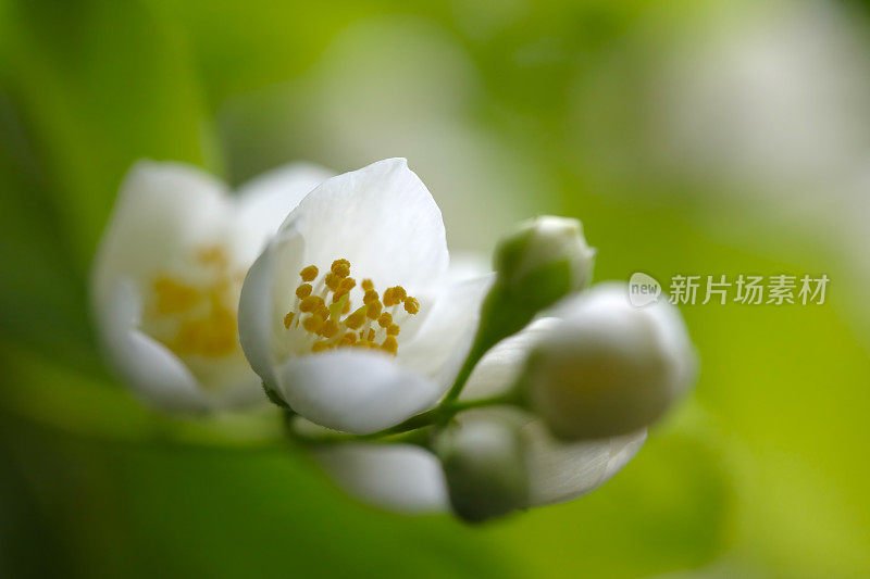 茉莉花开花特写