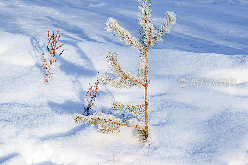在一个阳光明媚的冬日，覆盖着白雪和白霜的小松树，