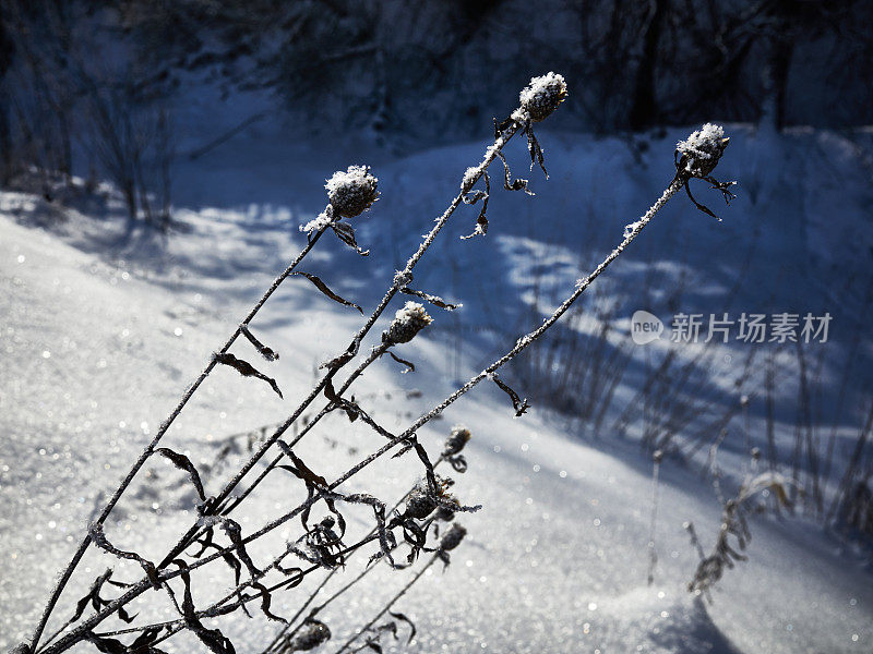 冻干草冬天