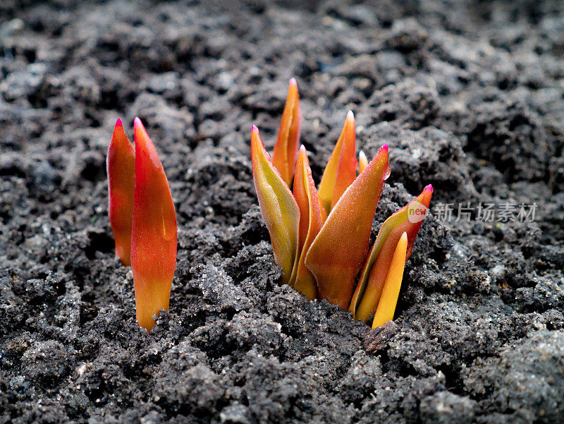 幼芽郁金香与红色叶子孤立的背景，近，春天的概念