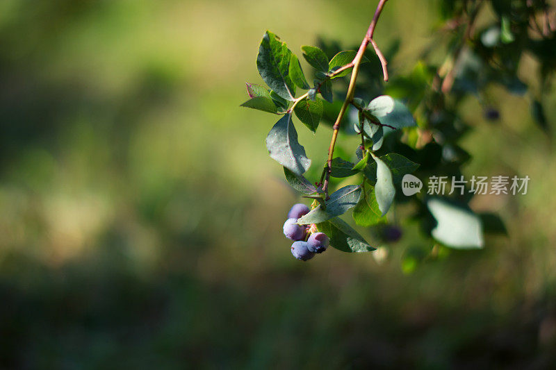 蓝莓在7月