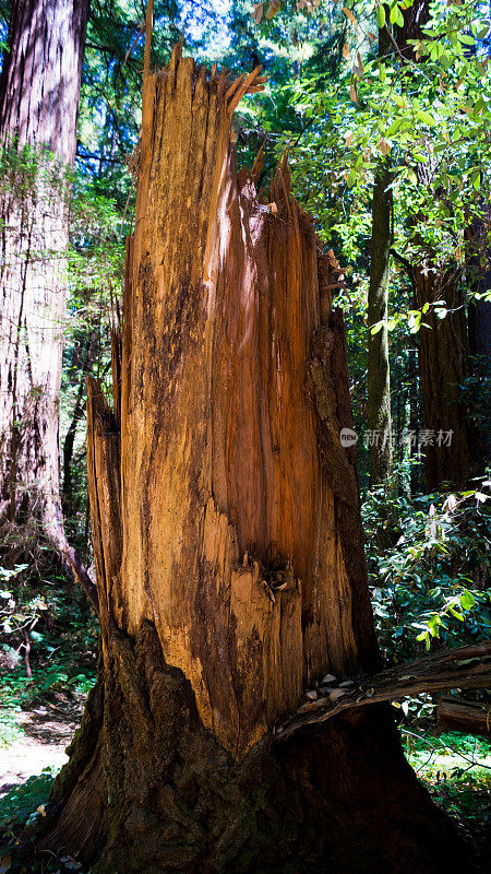 加州的红木树桩