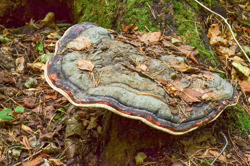 大的树蘑菇(伞菌)在森林的一棵树上