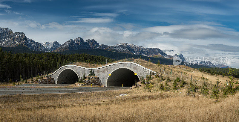野生动物交叉立交桥横跨加拿大高速公路