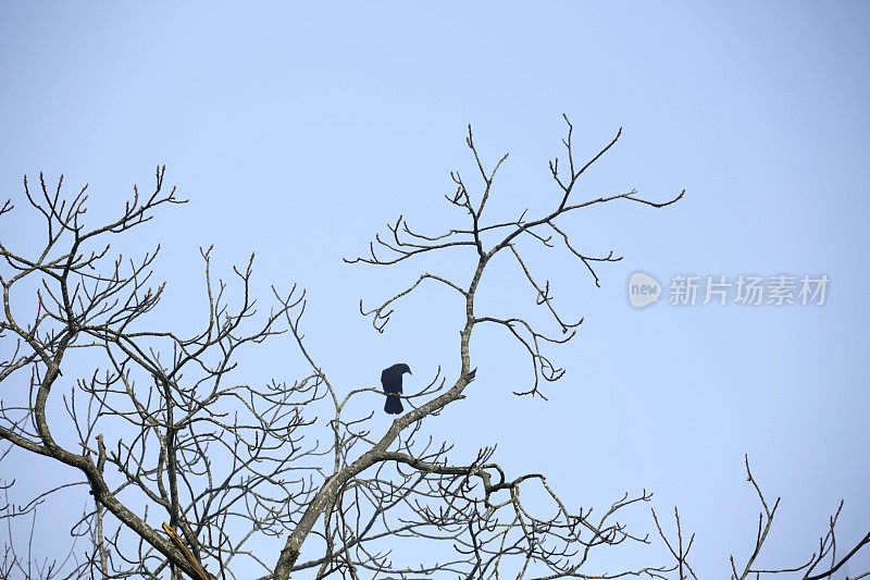 秋天，加拿大不列颠哥伦比亚省，一只乌鸦栖息在一棵光秃秃的树上