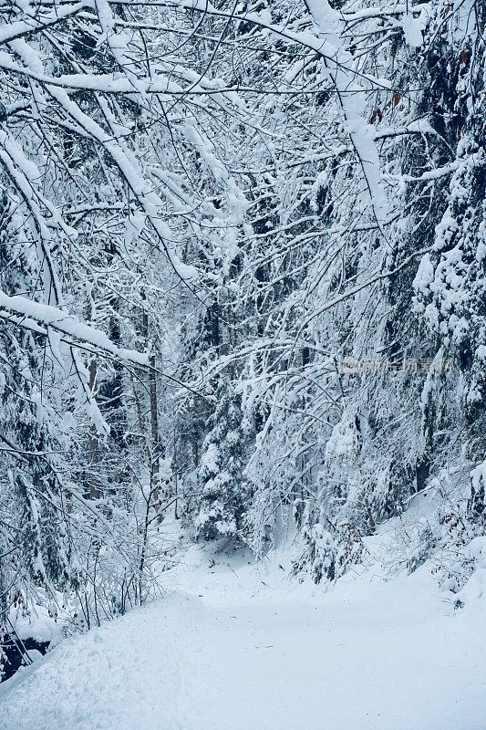 在欧洲阿尔卑斯山脉，冰雪覆盖的冬季景观和森林