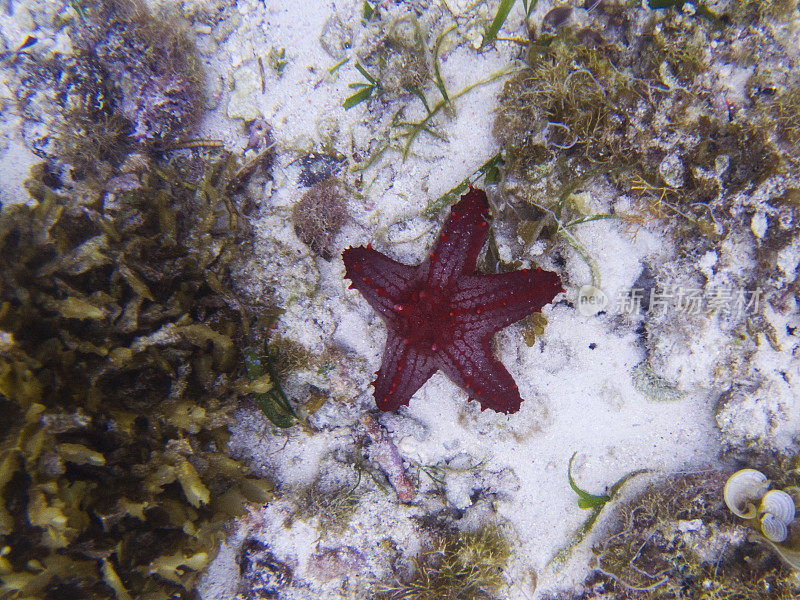 白沙海底的红星鱼。热带海星水下照片。
