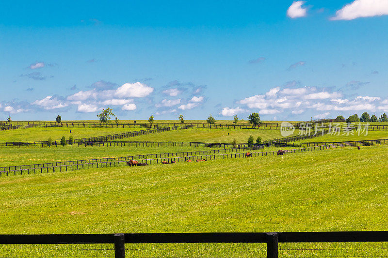 绿油油的牧场是马场。夏天的风景。