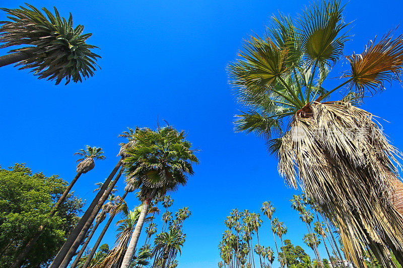 加州洛杉矶的棕榈树