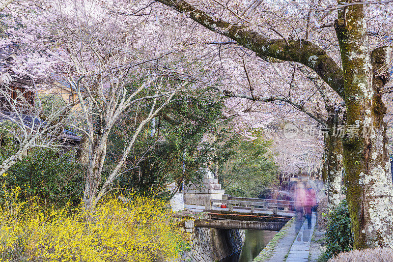 哲学家在京都漫步——樱花盛开的季节