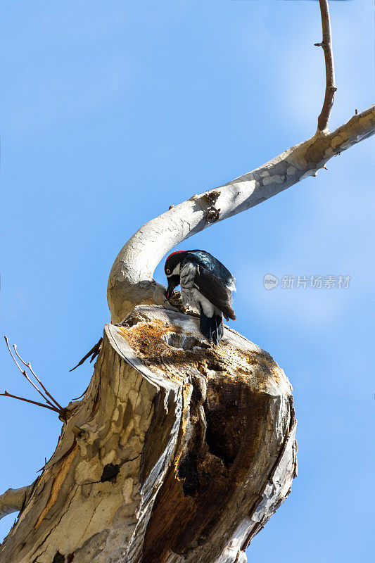 啄木鸟-橡子啄木鸟-黑雀