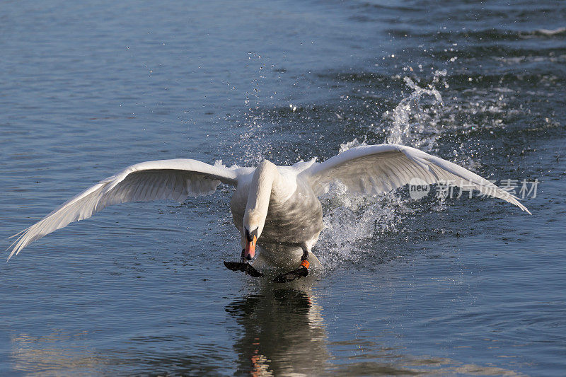 白天鹅飞到水面上降落
