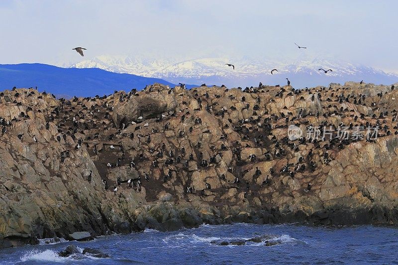 比格尔海峡和海鸟岛殖民地-雪顶安第斯，乌斯怀亚