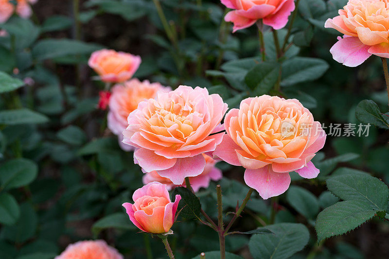 橙色和粉红色的玫瑰在春天盛开